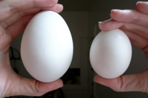 goose-egg-vs-chicken-egg